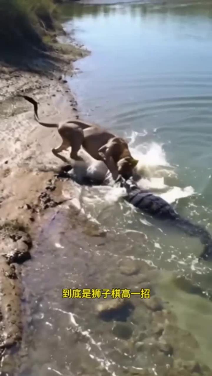 狮子大战鳄鱼,谁更厉害?