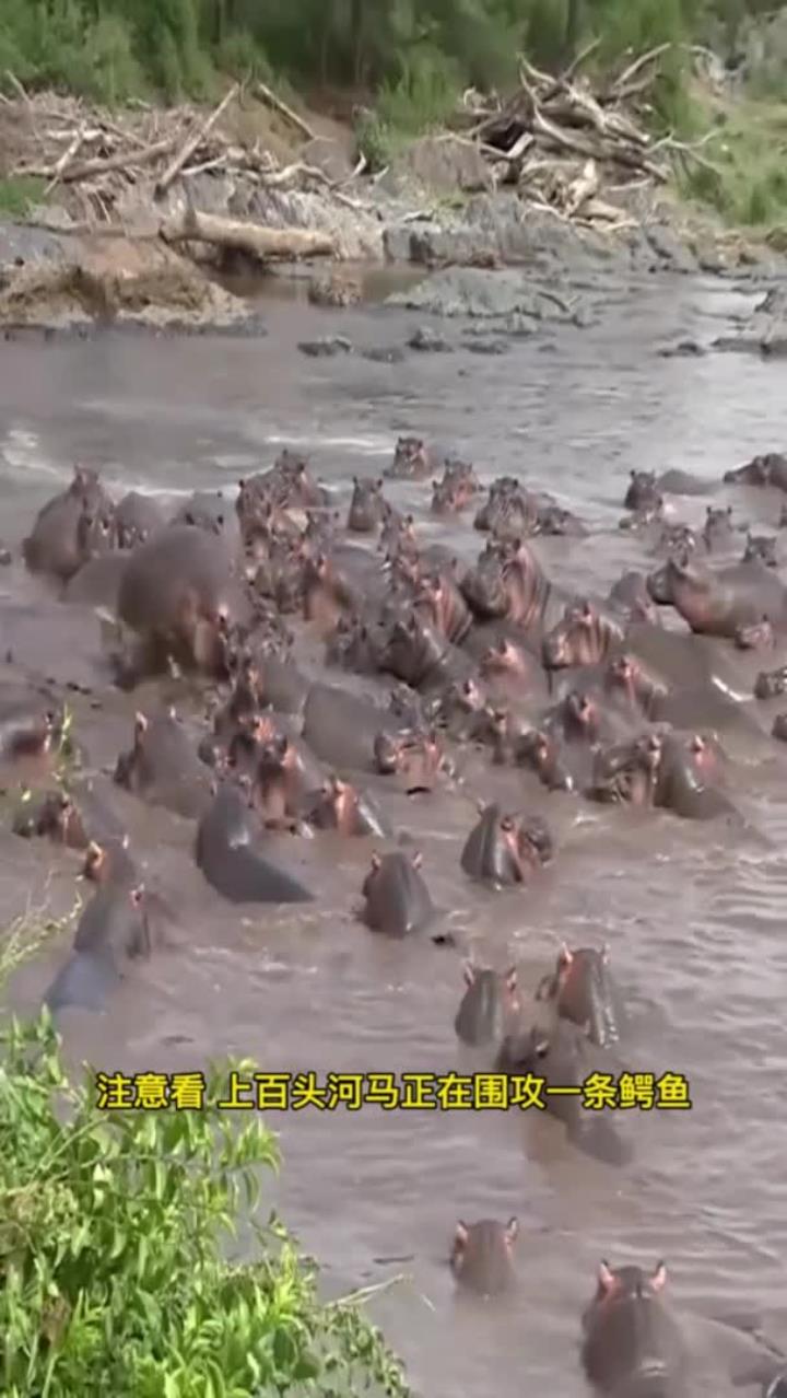 河马围攻鳄鱼，鳄鱼毫无还手之力