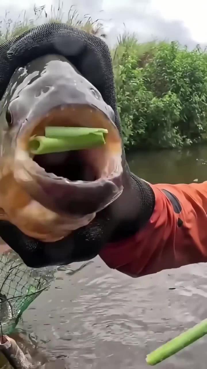 食人鱼恐怖的撕裂效率