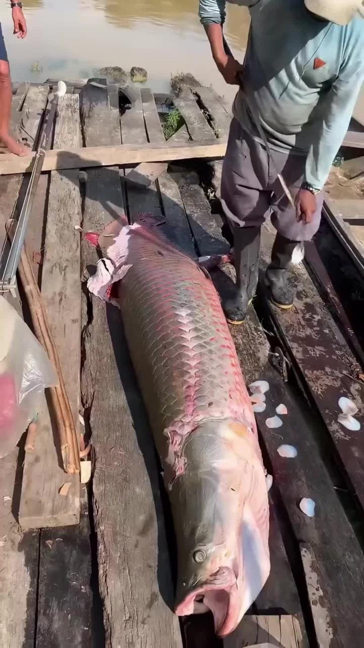 世界上最大的淡水鱼