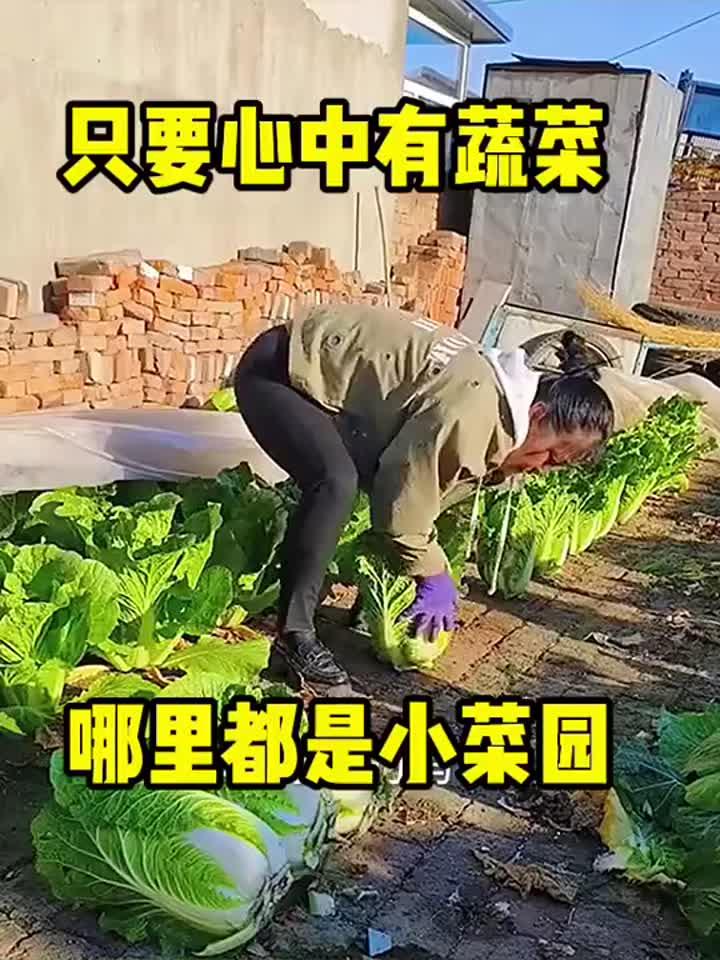 只要心中有蔬菜,哪里都是小菜园