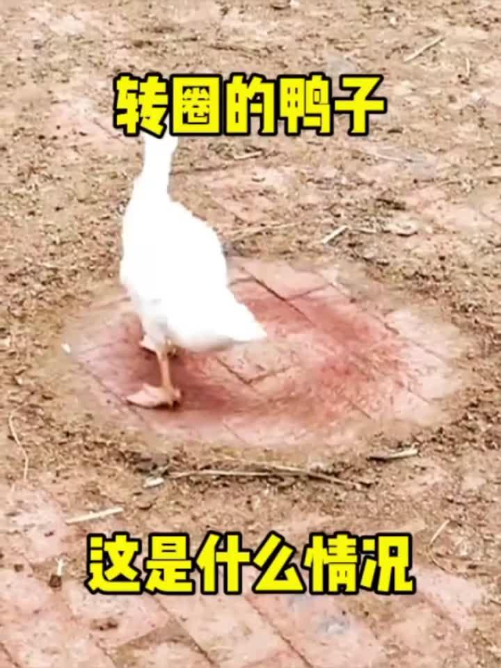 转圈的鸭子,这是什么情况?