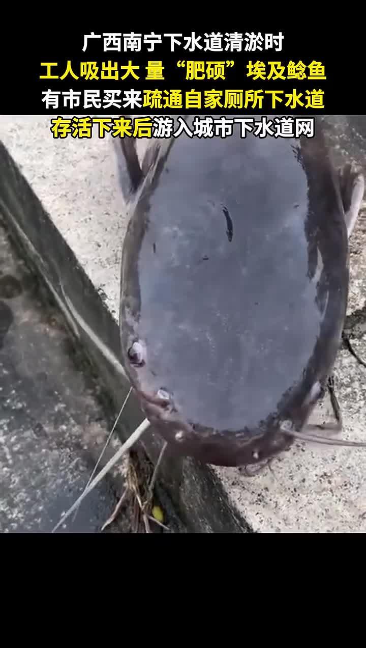 南宁下水道清淤时，竟吸出大量 埃及鲶鱼。“有些市民喜欢买来疏通下水道”