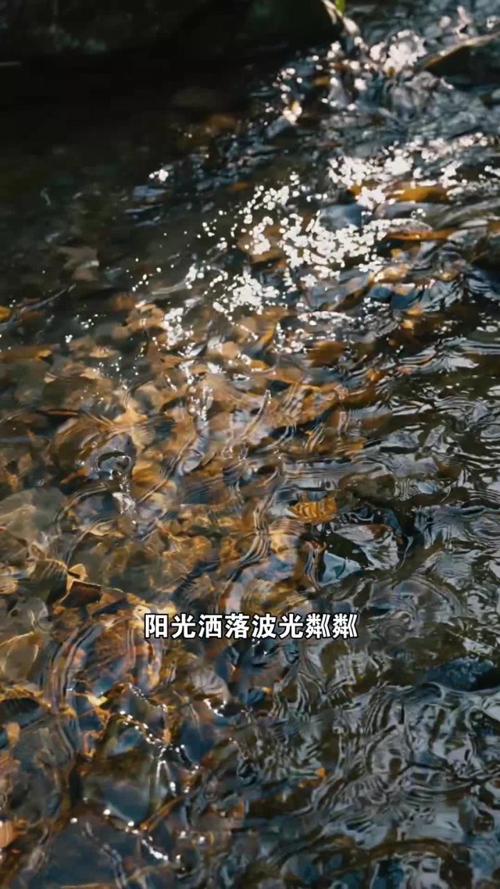 溪边观鱼游浅底,闲情逸致也能疗愈身心