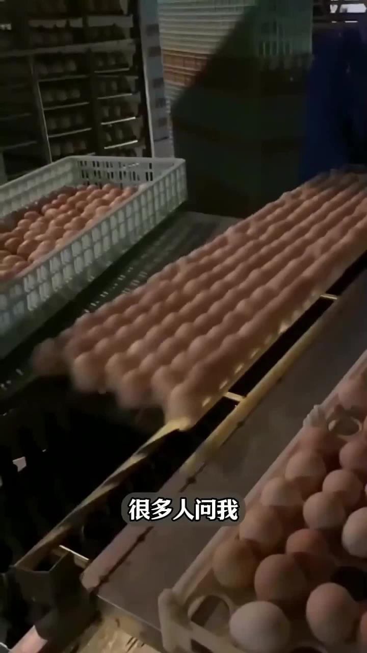 为什么工人们习惯把一块板鸡蛋推到传送带上，用灯光照射一下？