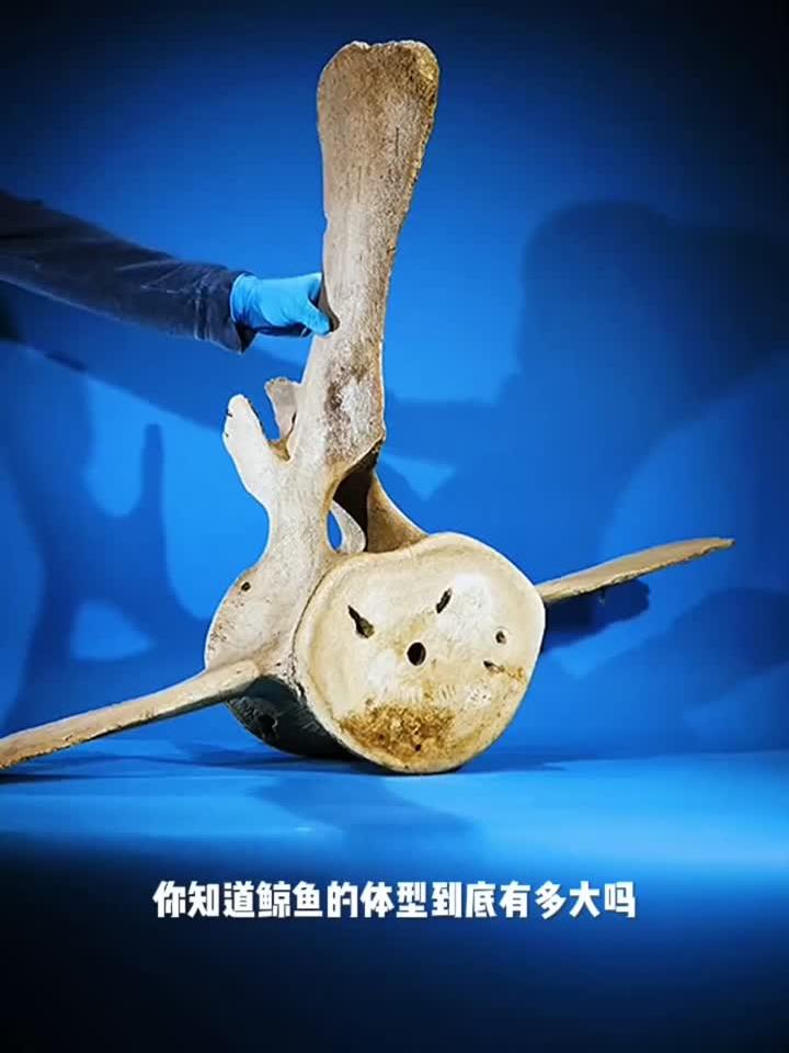 鲸鱼的体型到底有多大