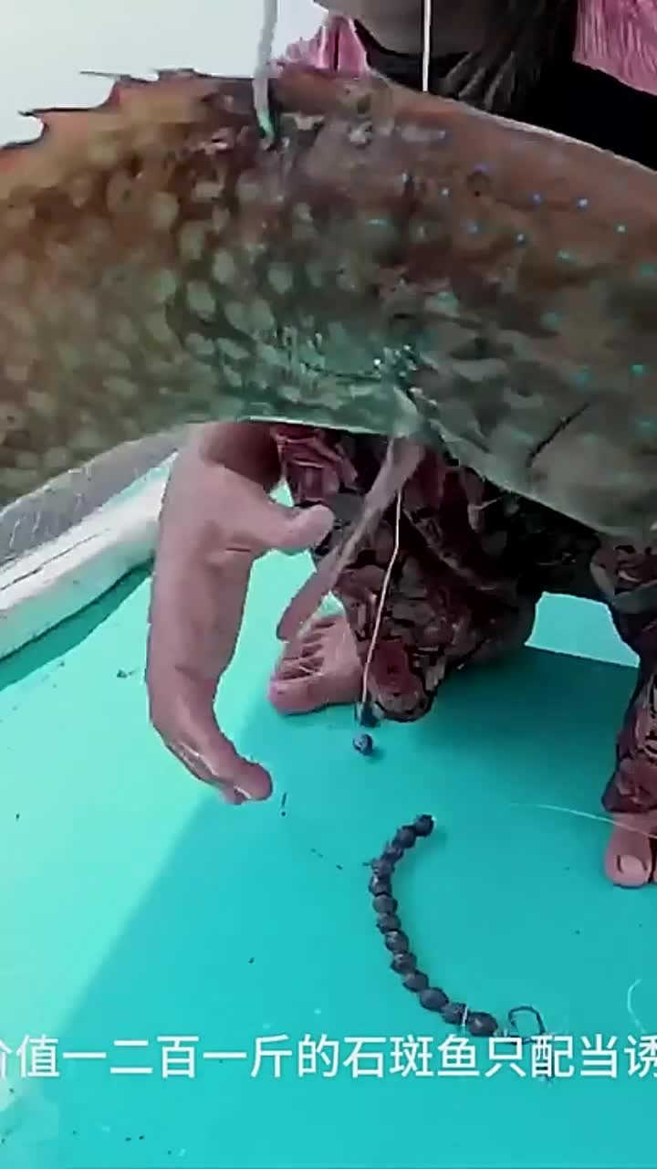 户外捕鱼:小女孩用钓到的石斑鱼做诱饵,钓到海里巨物