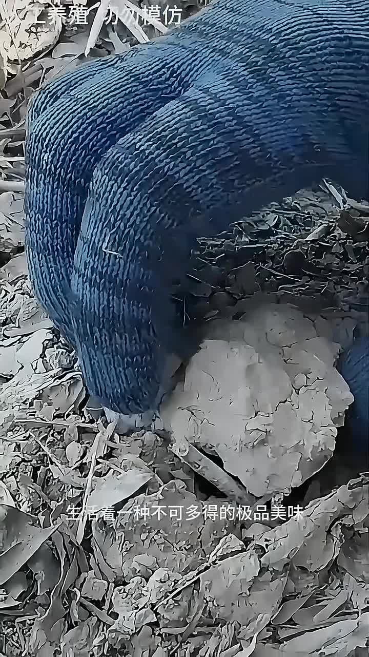 户外捕鱼:东南亚渔民在干涸的水稻田中寻找又肥又大的田鸡