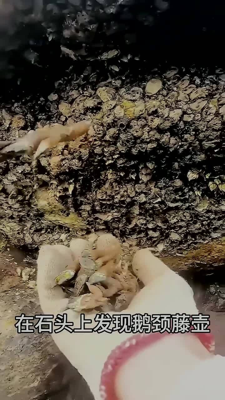 藤壶猎手采摘鹅颈藤壶
