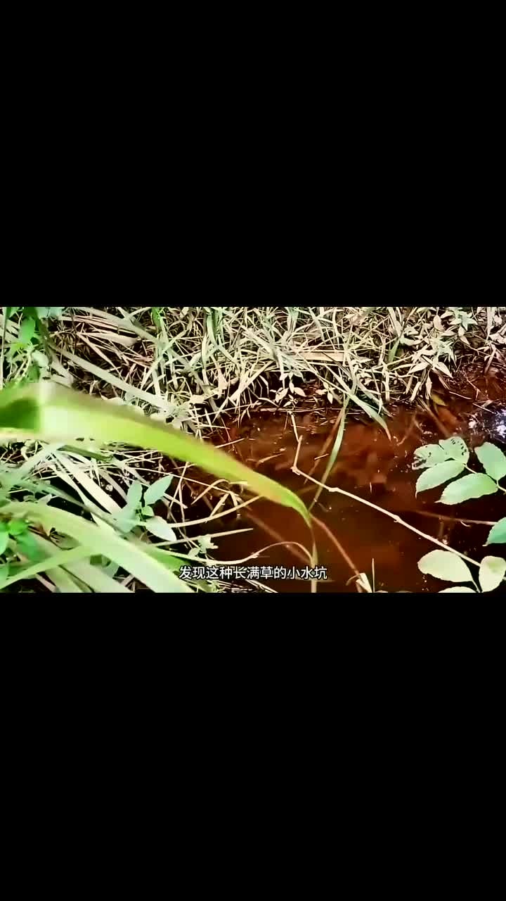 库里拉来到雨林深处随便打理一个水坑竟然就能钓上来一条味道鲜美的七星刀鱼!