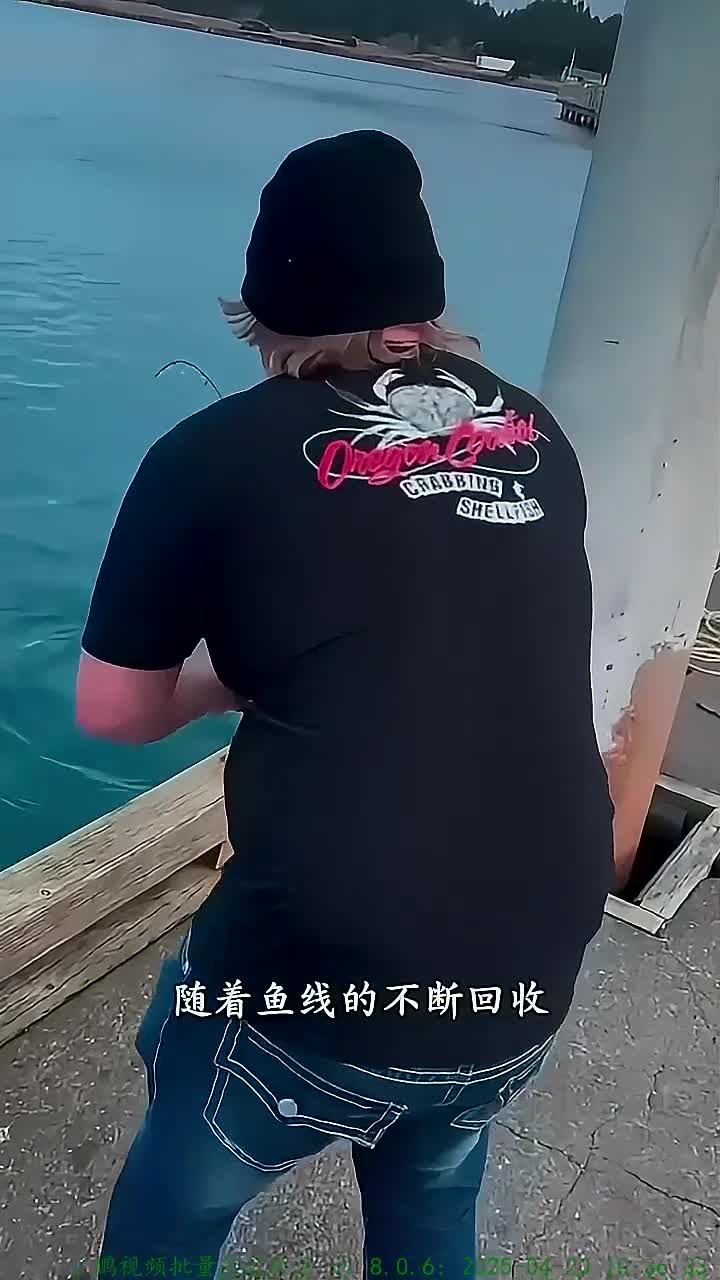 渔民居然一次性钓到四只极其昂贵的珍宝蟹!