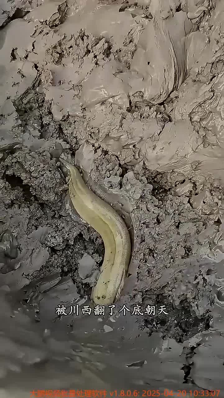 淤泥之中的刀鳅鱼!