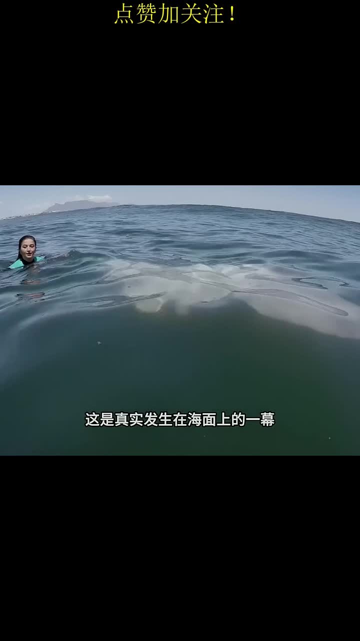 这是真实发生在海面上的一幕,渔民在冲浪时偶遇一只巨型翻车鱼