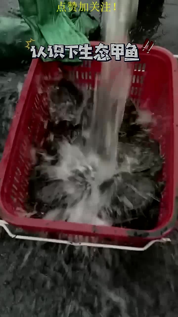 你们吃过纯野生的生态甲鱼吗?