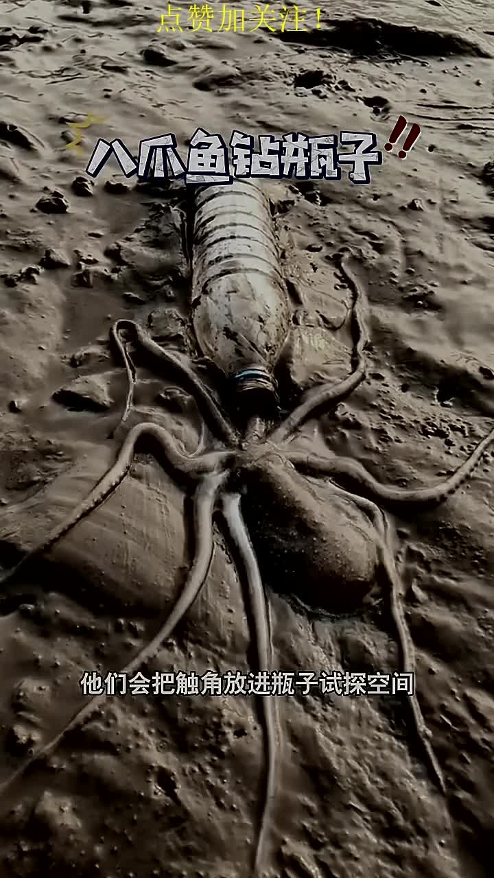 你见过八爪鱼钻瓶子吗?