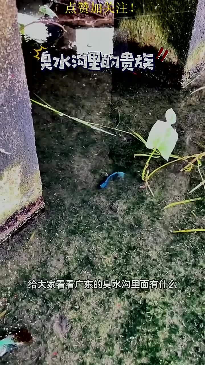 臭水沟里好多观赏鱼没人捡