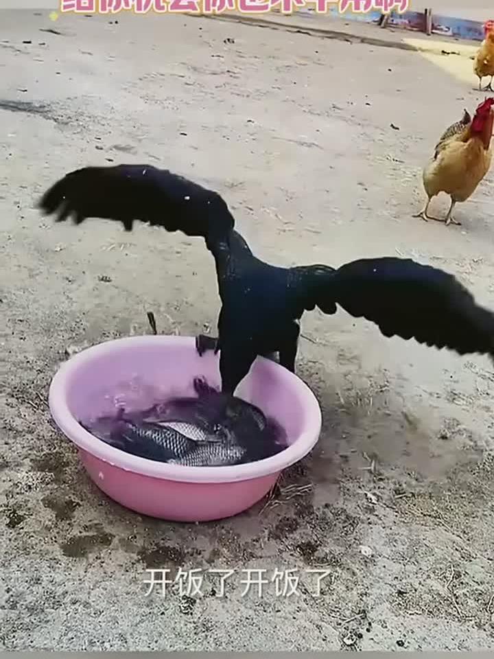 鸬鹚吃鱼是真的猛