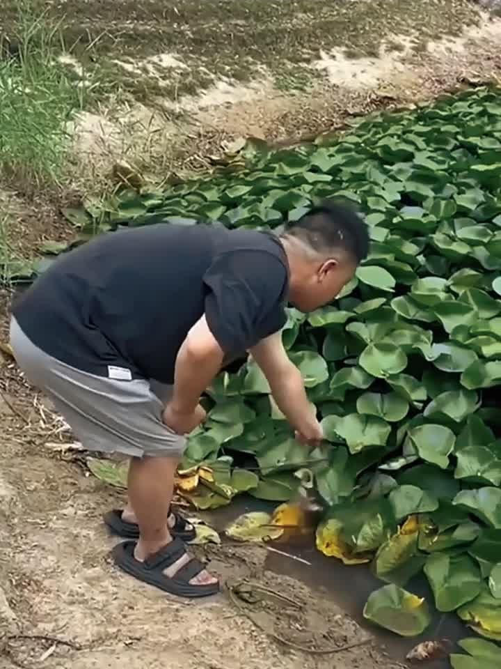 大哥用树枝钓到大黑鱼,这几脚脚法,多少也是世界级的