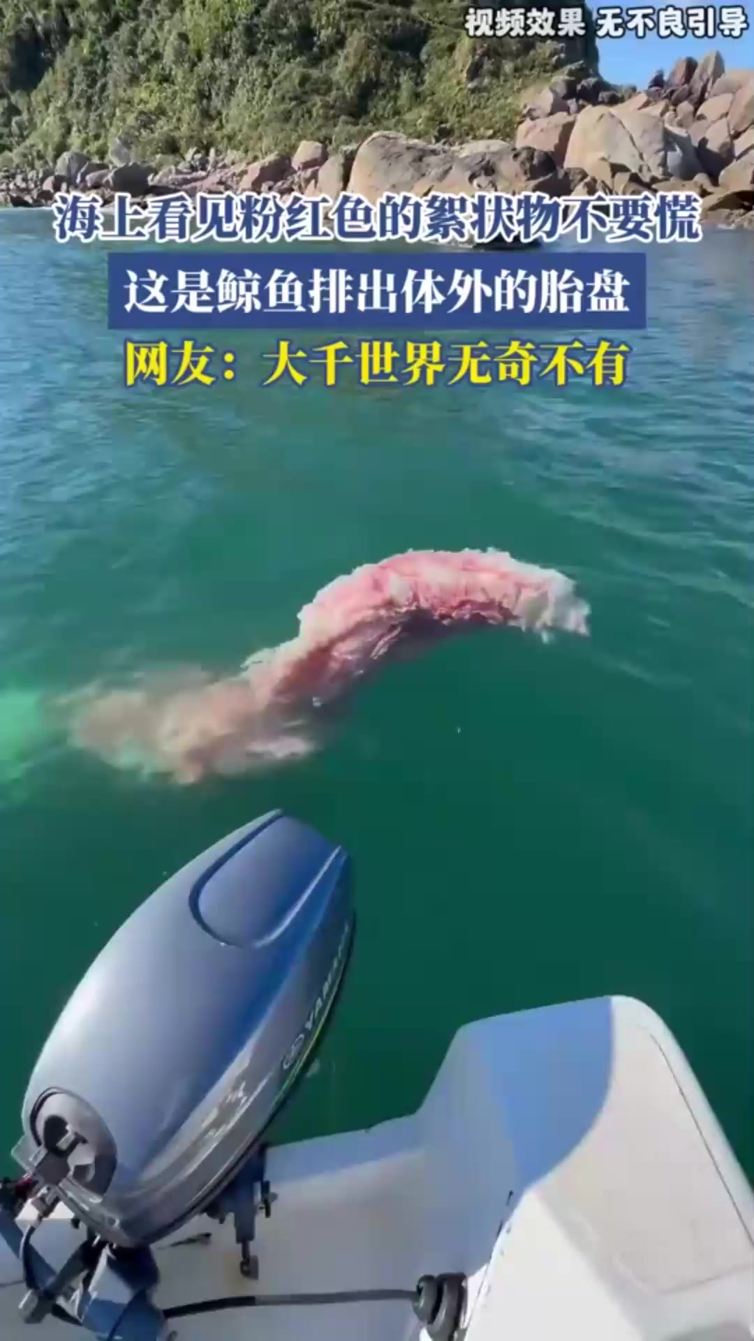 海上看见粉红色的絮状物不要慌,这是鲸鱼排出体外的胎盘