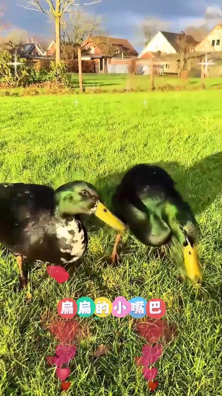 儿歌大全《小鸭子嘎嘎嘎》扁扁的小嘴巴