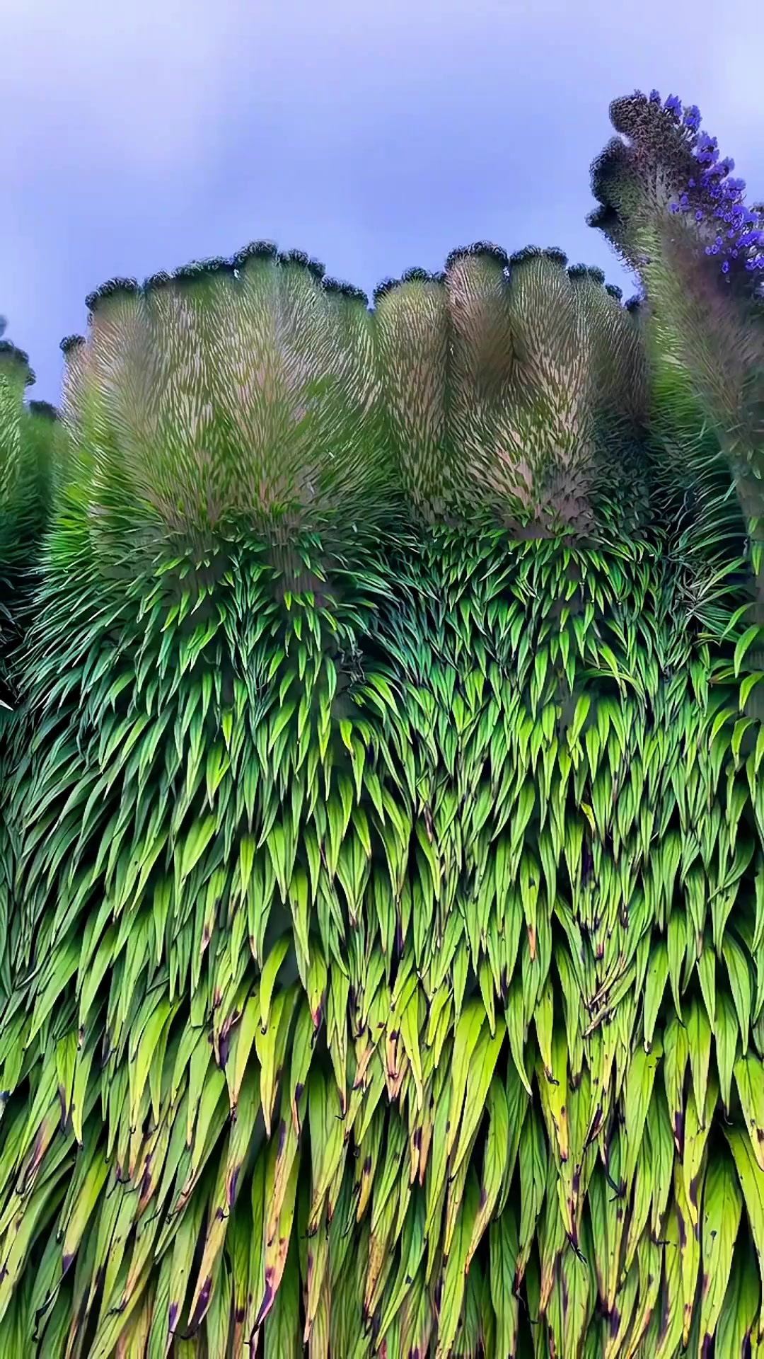 植物的Plus版本，缀化的植物将获得超级加倍的身体。蓝蓟花