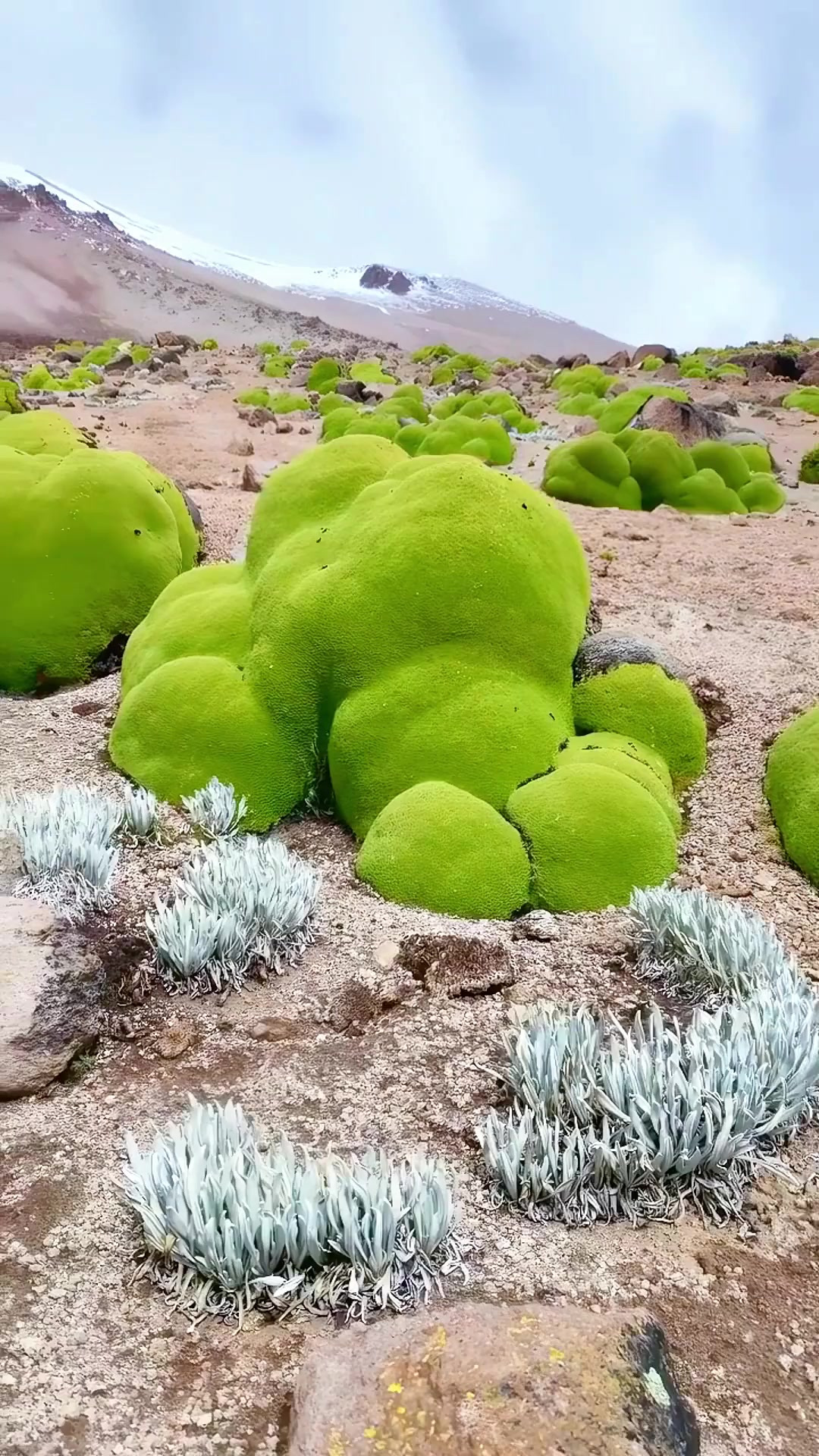 这种一坨一坨的，叫做垫状植物。远看像超大“西蓝花”，放大看