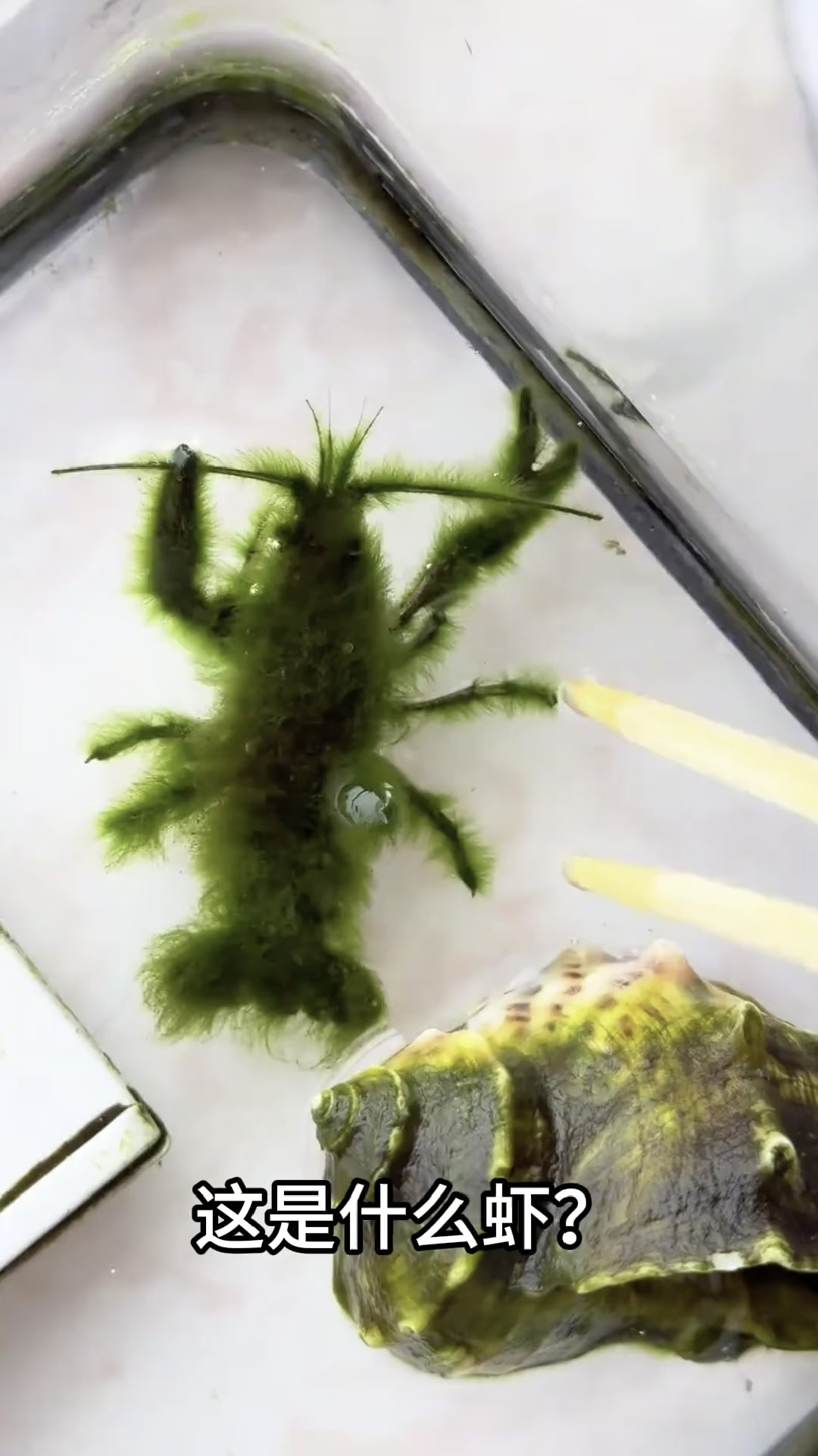 分享科普14种不同品种的虾,你认识几种?