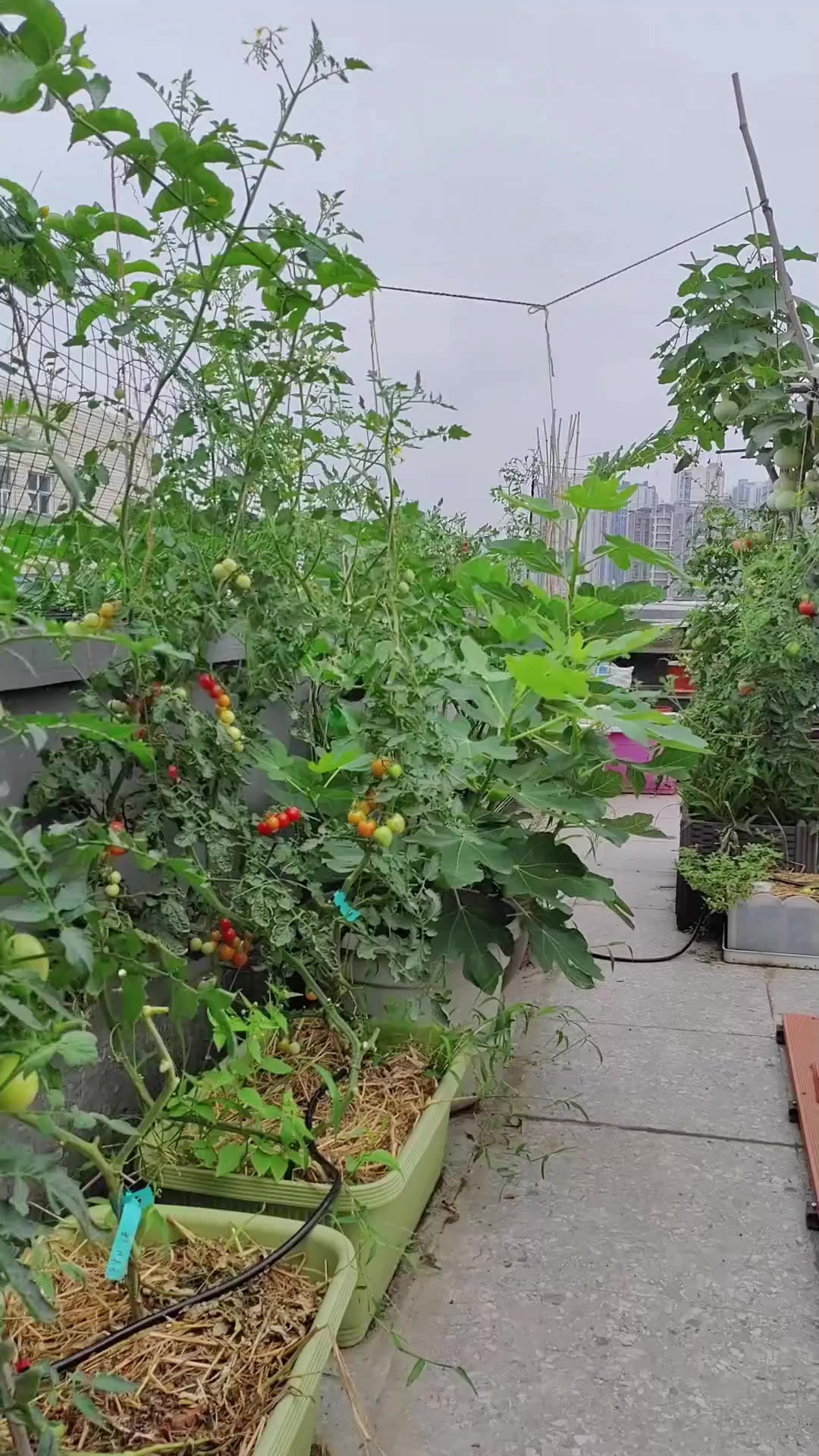 150平楼顶菜园~夏季高温性价比超高的简易滴灌和防晒技巧