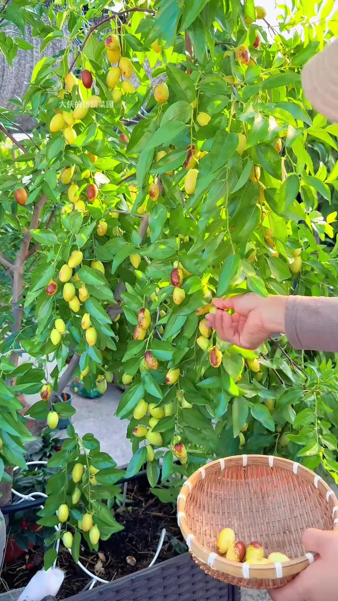 40多度高温天楼顶菜园摘了11种瓜果蔬菜，幸福！