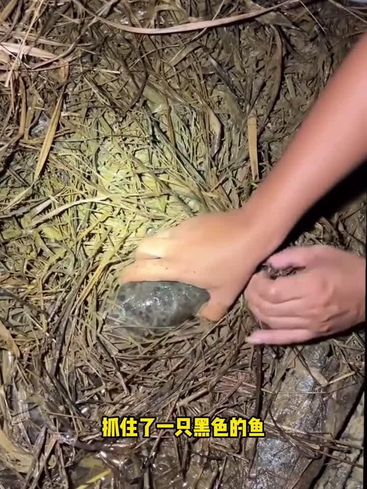 好大的黑鱼