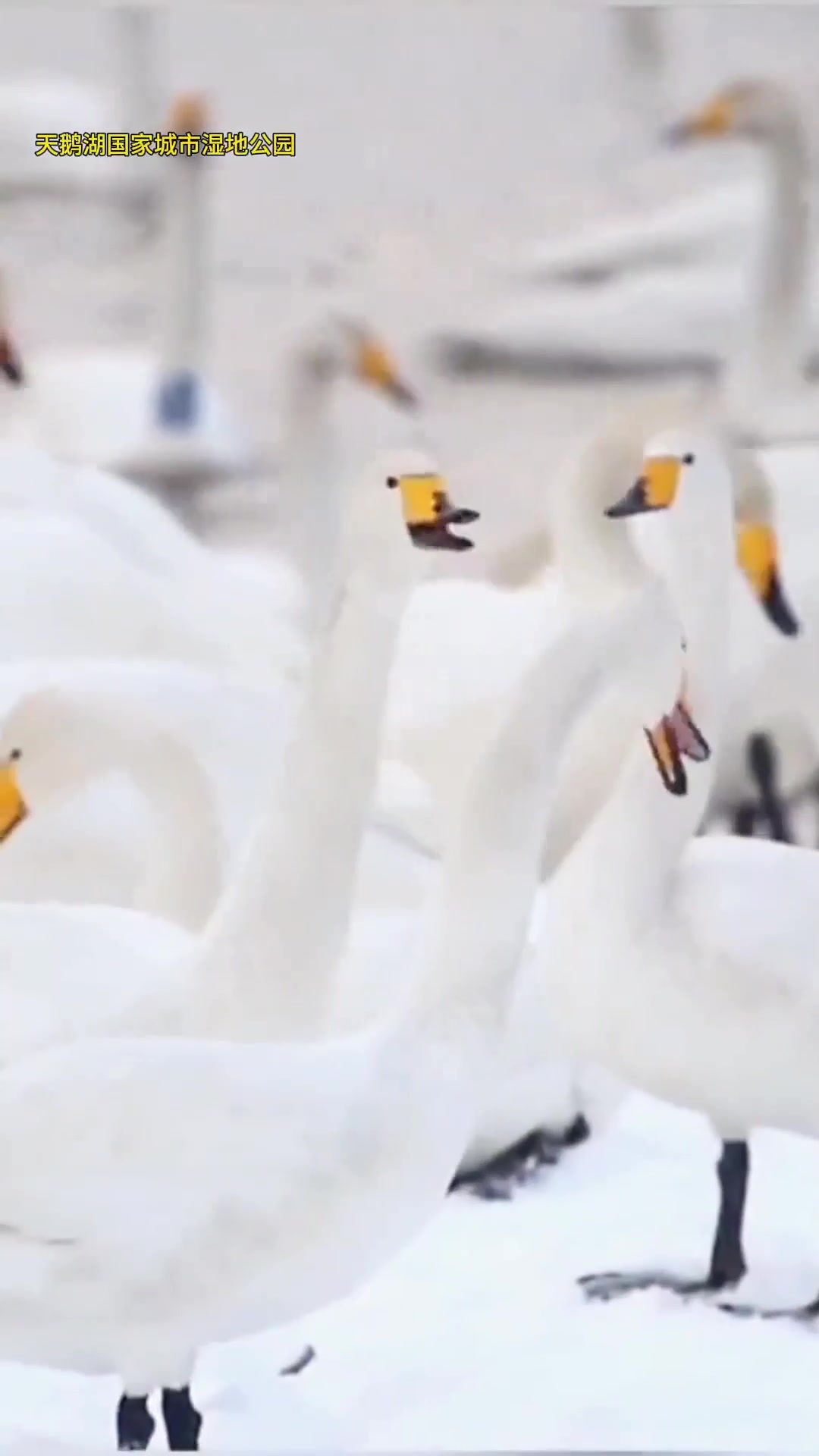 夏日旅游,这个冬天,总要去河南三门峡一趟吧!看看这里的雪景