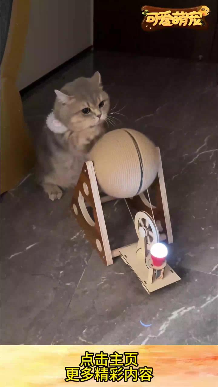 当我养了一只爱健身的猫 运动量大了,吃的更不能落下了!