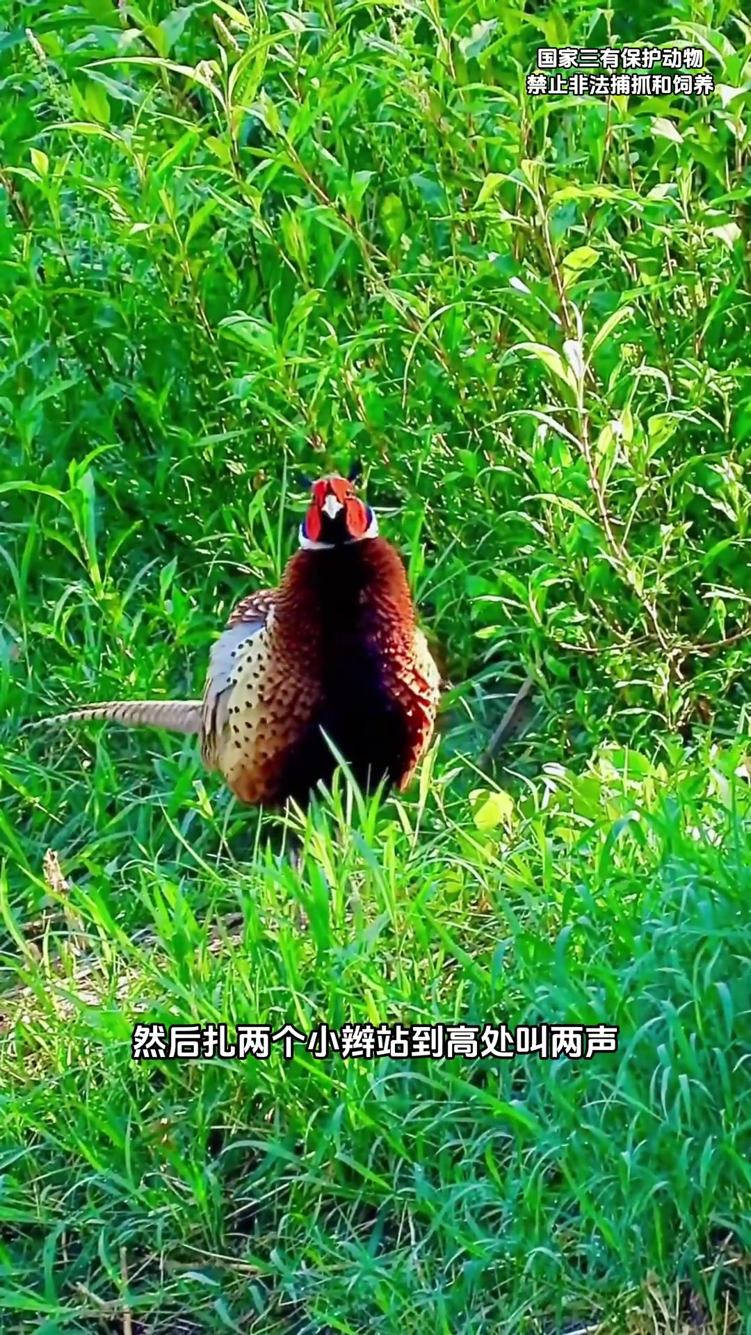 同样是雉鸡，为什么雄性穿“花衣”，雌性穿“素衣”？