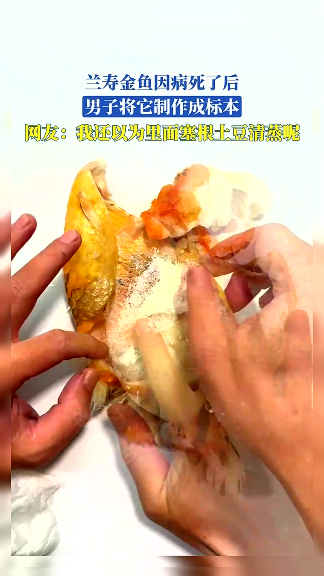 兰寿金鱼因病死了后,男子将它制作成标本