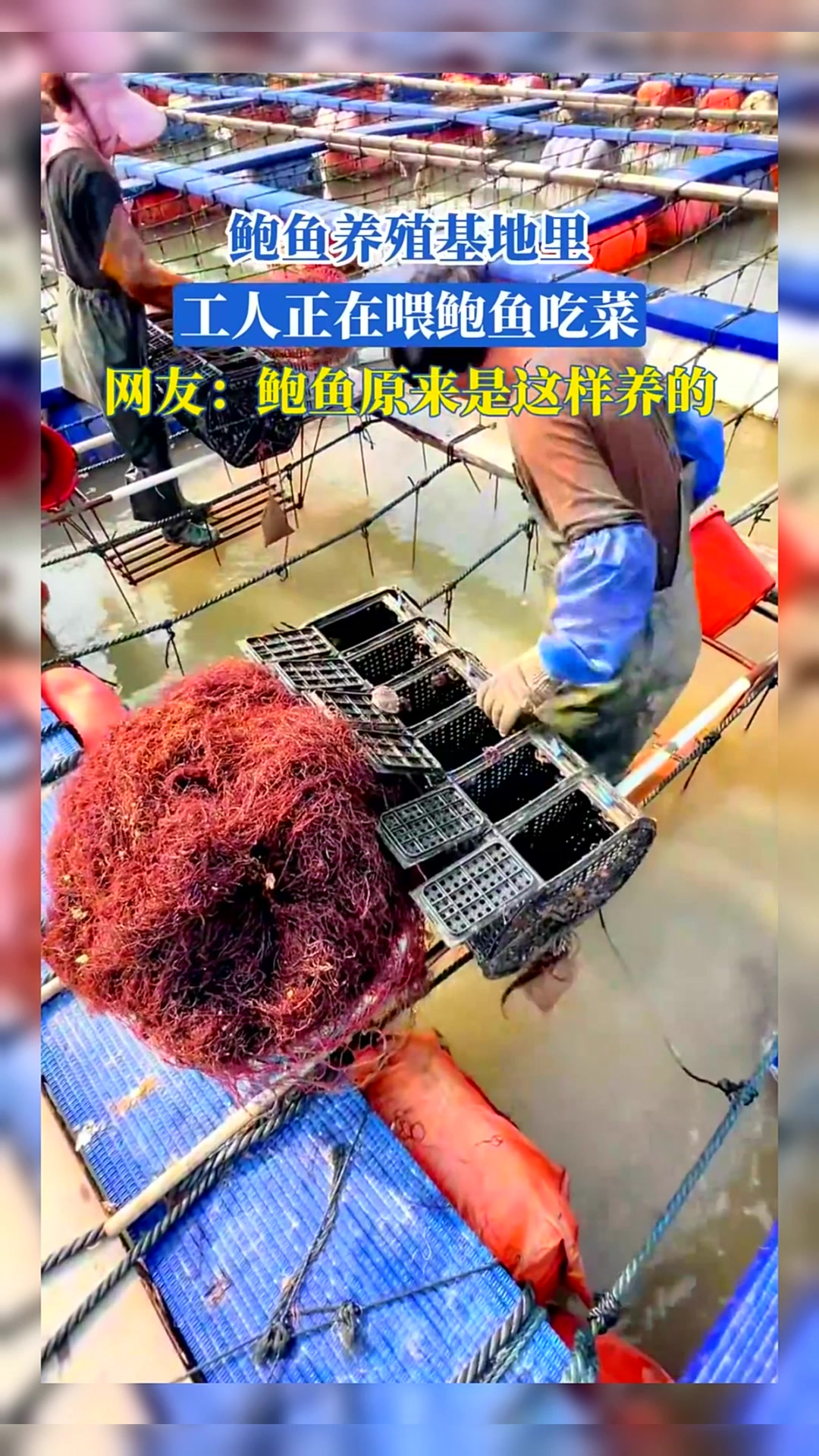 鲍鱼养殖基地里,工人正在喂鲍鱼吃菜,网友:鲍鱼原来是这样养的