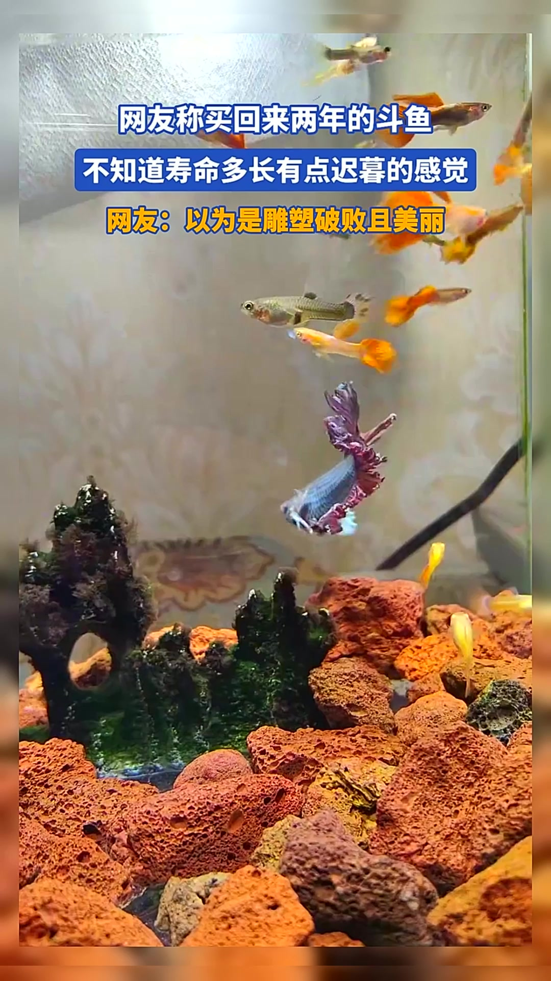 网友称买回来两年的斗鱼,不知道寿命多长有点迟暮的感觉
