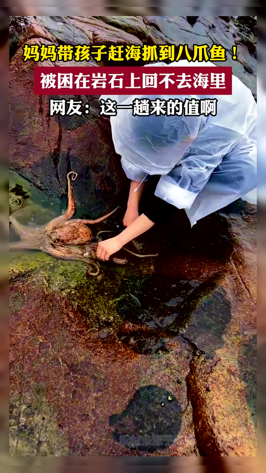 妈妈带孩子赶海抓到八爪鱼!被困在岩石上回不去海里
