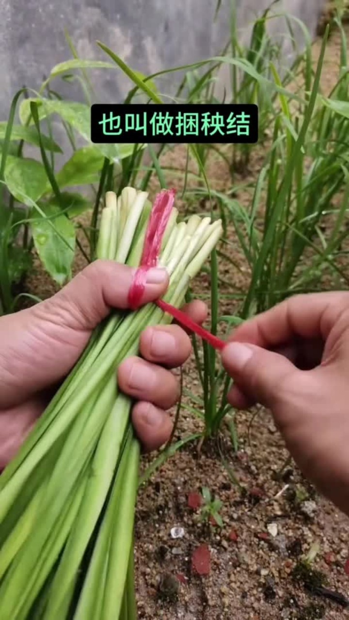 婆婆教的韭菜捆绑结,实用又方便