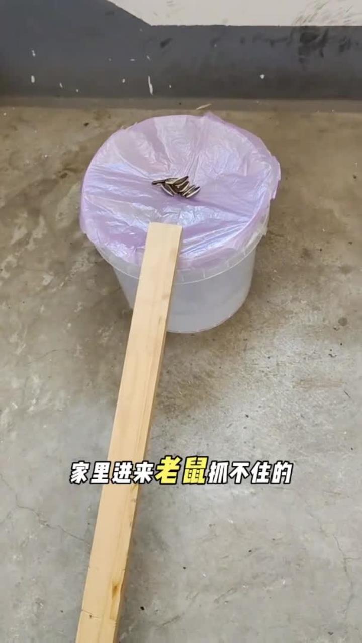 自制抓老鼠神器:不用夹子不用药的方法