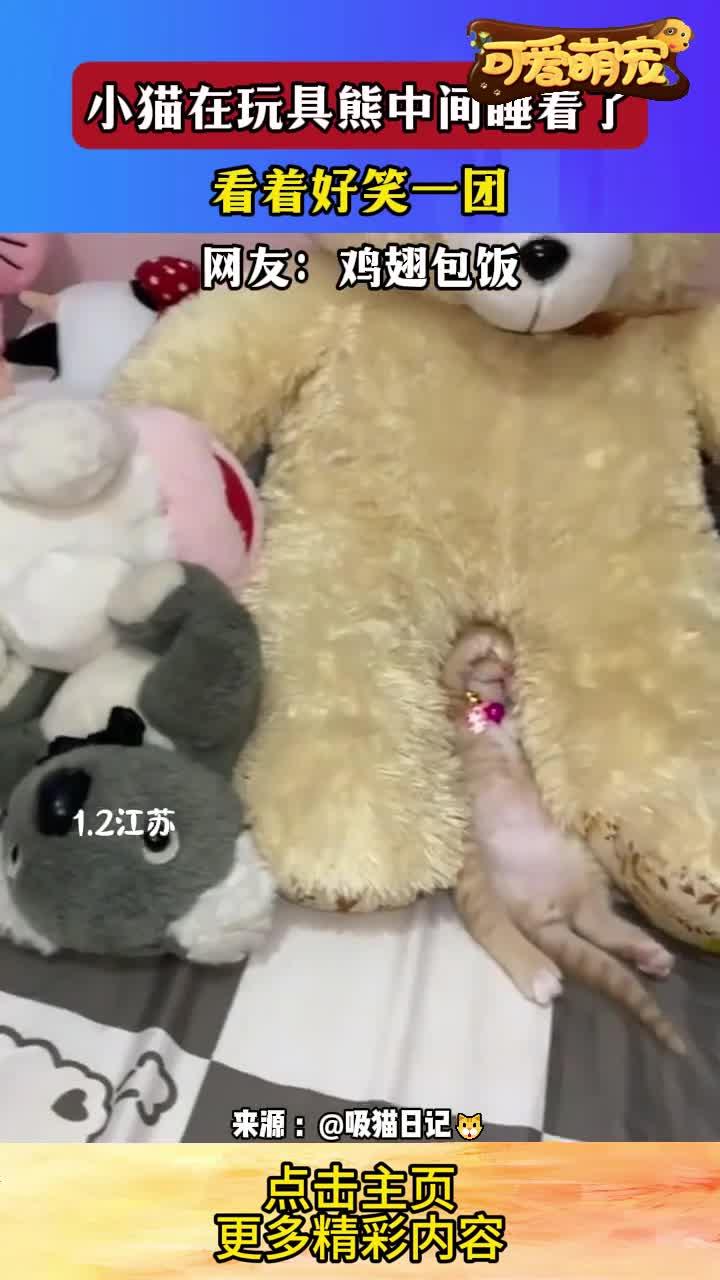 小猫在玩具熊中间睡着了,看着好笑一团,网友:鸡翅包饭