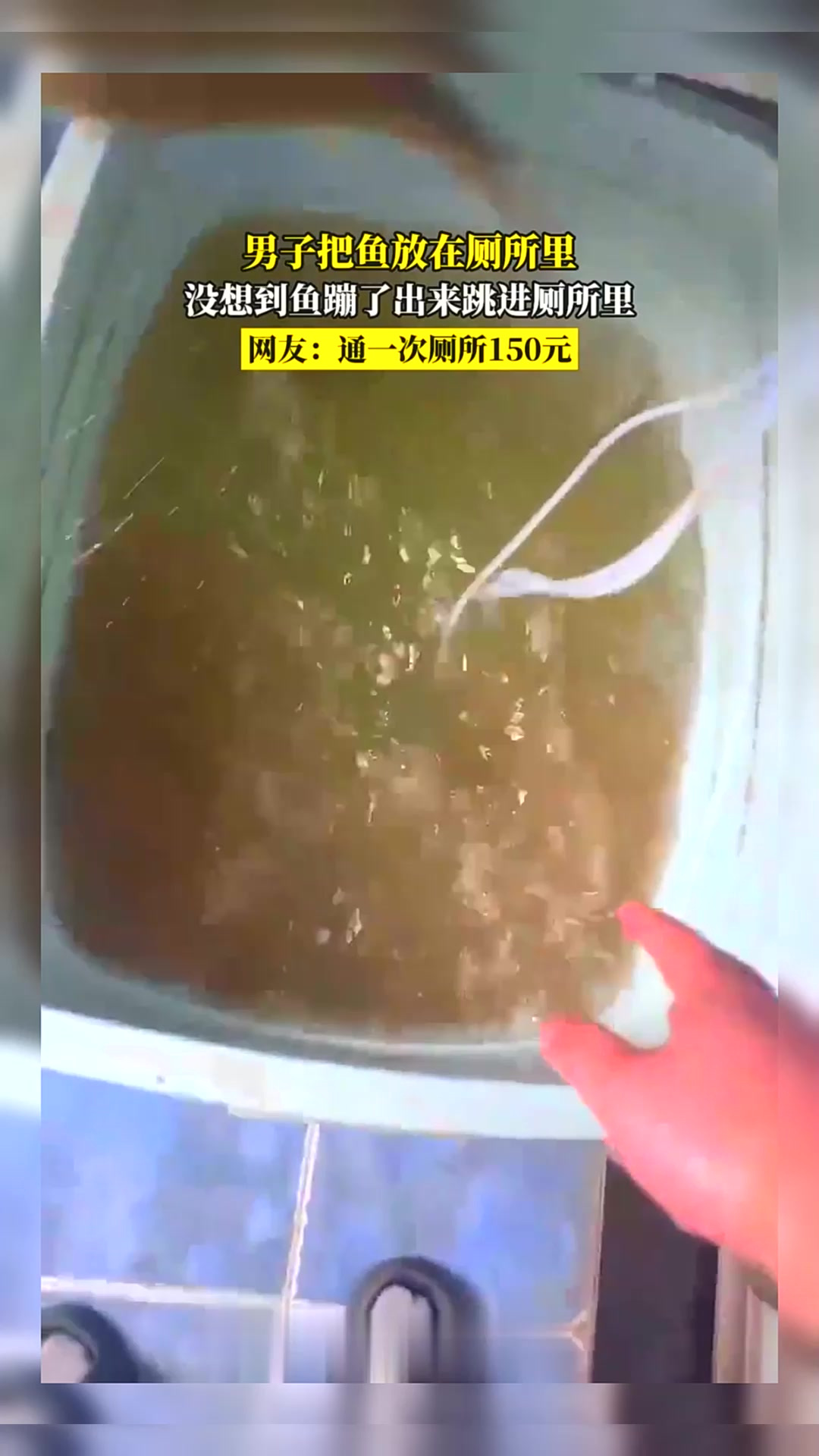 男子把鱼放在厕所里,没想到鱼蹦了出来跳进厕所里