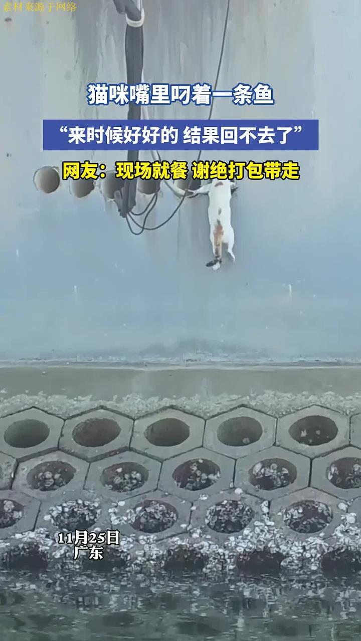 猫咪嘴里叼着一条鱼,“来时候好好的,结果回不去了”