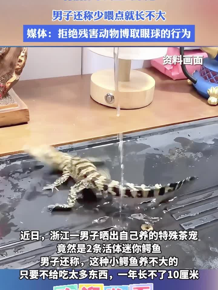 将活体小鳄鱼当茶宠，男子还称少喂点就长不大_0822_041631_367