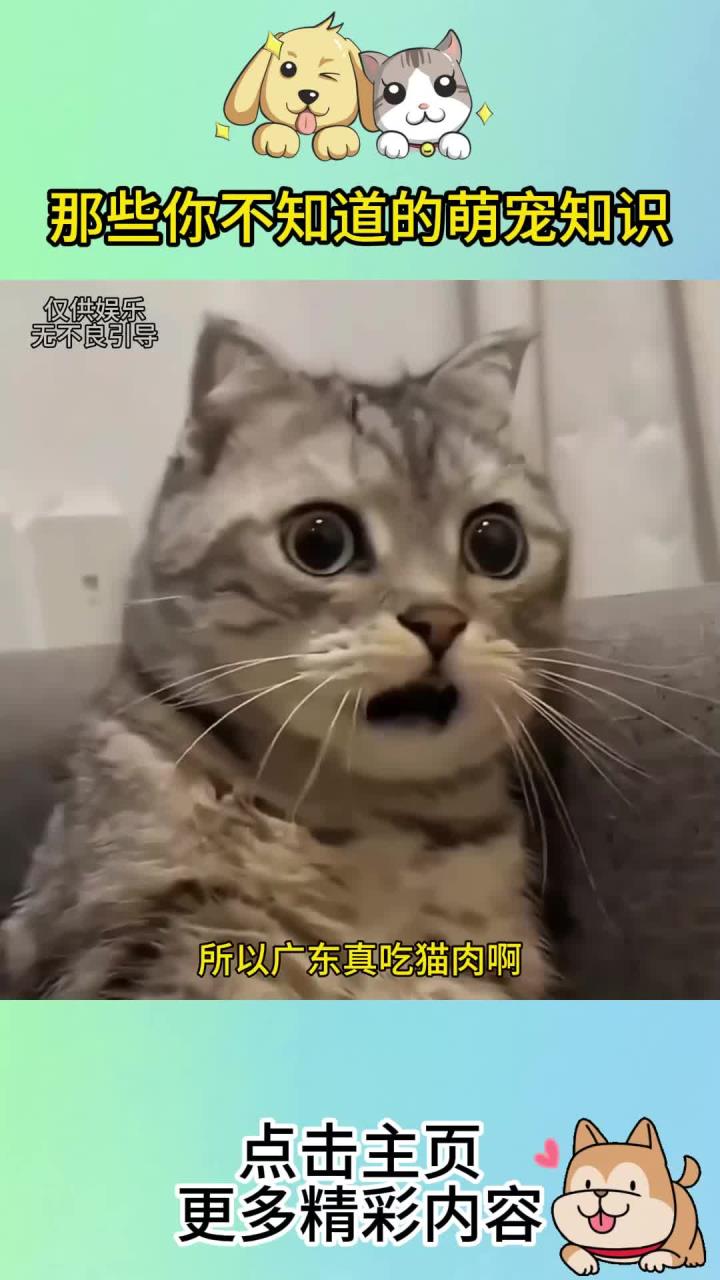 广东真吃猫肉啊?