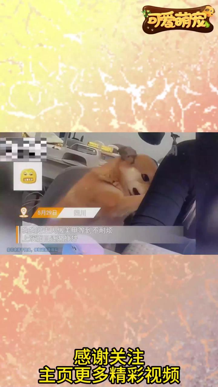 狗狗陪主人做美甲不耐烦，龇牙咧嘴上演表情大戏，网友辣评惹爆笑