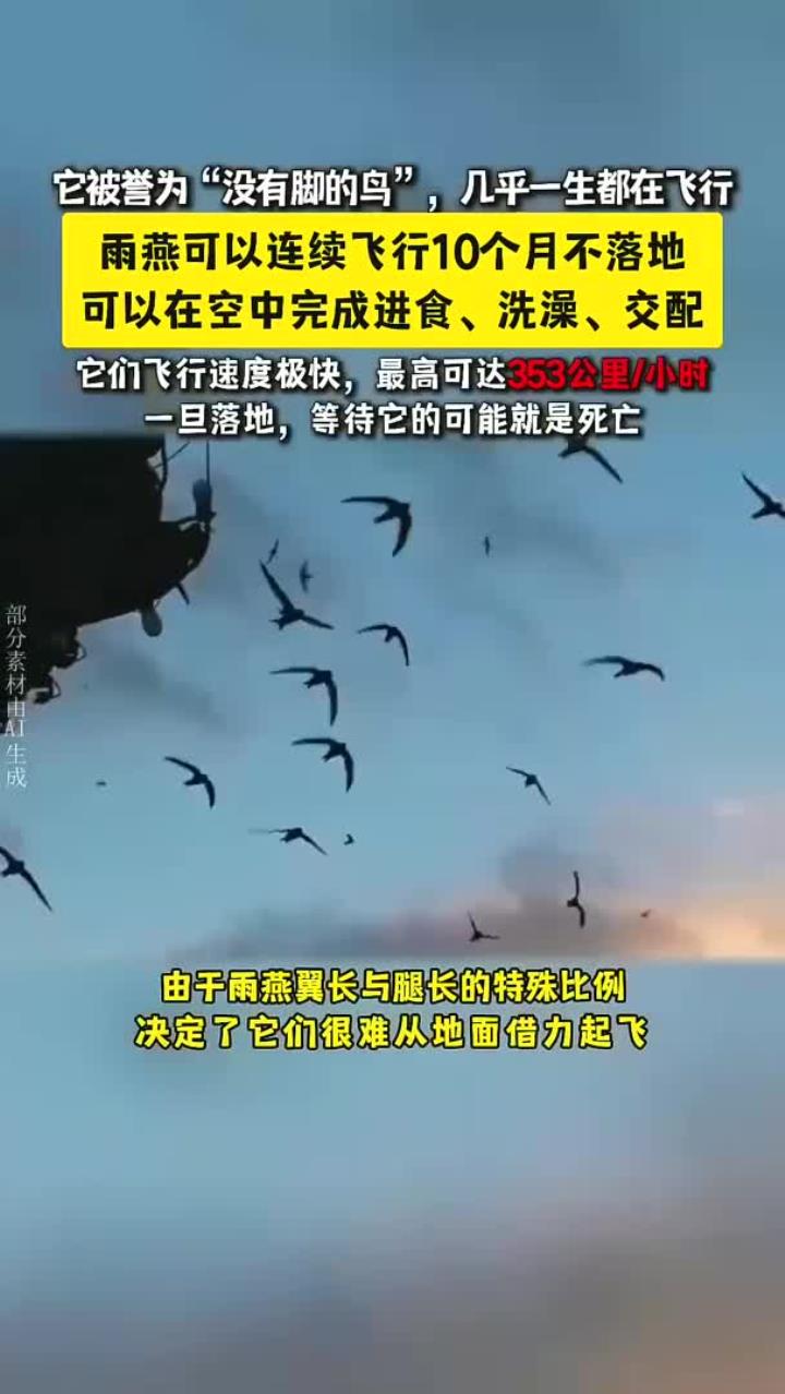 雨燕,被誉为“没有脚的鸟”,可以连续飞行10个月不落地
