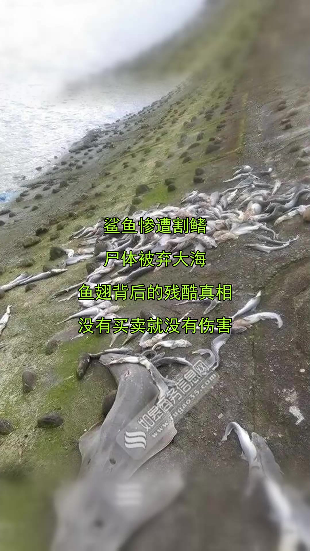 鲨鱼惨遭割鳍，尸体被弃大海，鱼翅背后的残酷真相，没有买卖就没
