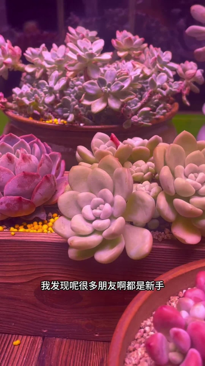 大家还有什么比较难养的多肉，可以发出来
