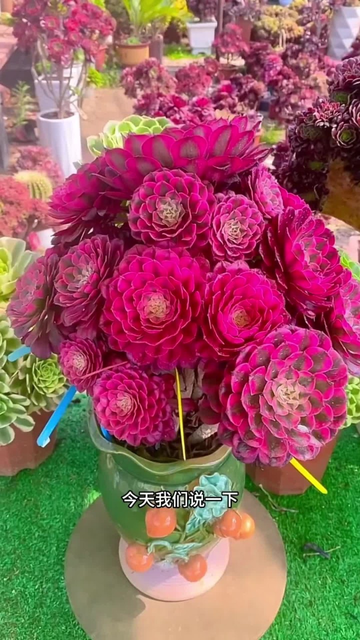 多肉法师养护方法来啦，还有什么不会养的多肉直接打在评论区