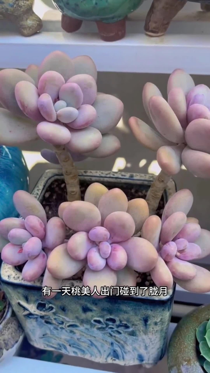 多肉与多肉之间的血缘关系 快来看看多肉之间的这些血缘关系,你知道吗?